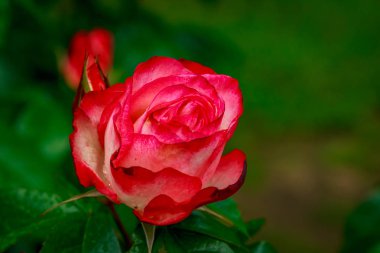 Tam çiçeği güzel gül