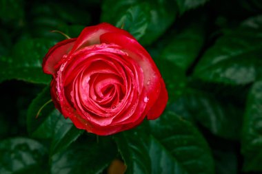 Tam çiçeği güzel gül