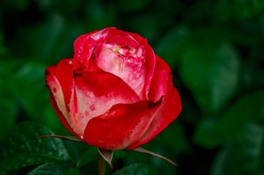 Tam çiçeği güzel gül