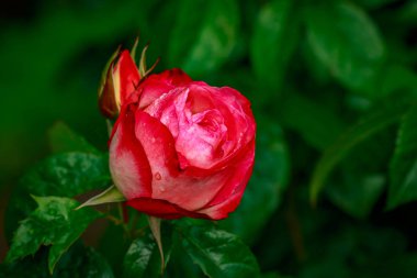 Tam çiçeği güzel gül