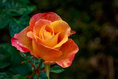 Tam çiçeği güzel gül