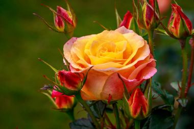 Tam çiçeği güzel gül