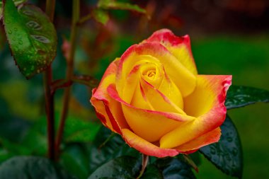 Tam çiçeği güzel gül