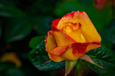 Tam çiçeği güzel gül