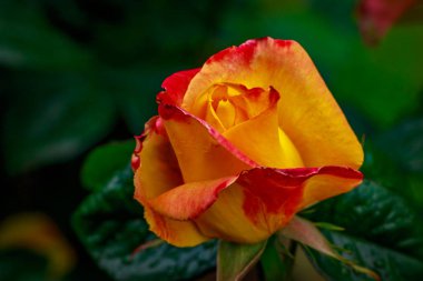 Tam çiçeği güzel gül