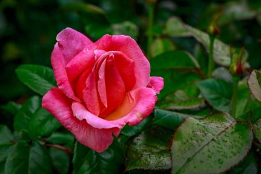 Tam çiçeği güzel gül