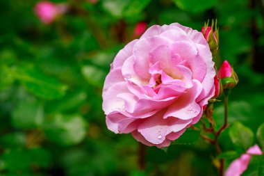 Tam çiçeği güzel gül