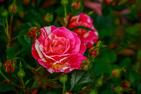 Beautiful Rose in Full Blossom — Stock Photo, Image