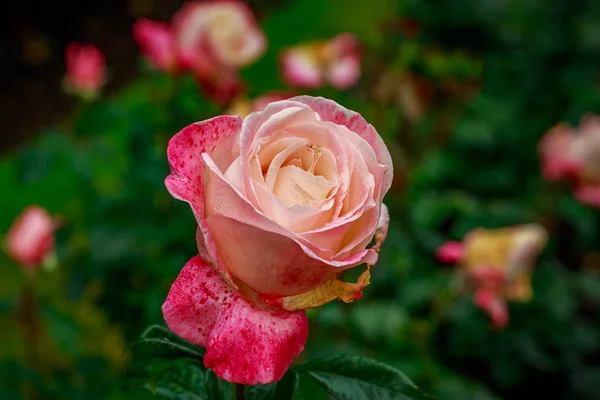 Hermosa rosa en plena floración — Foto de Stock