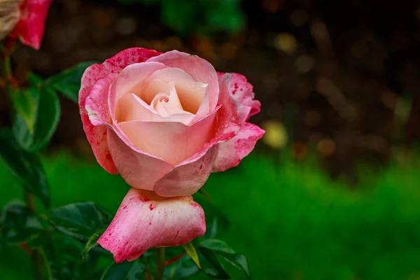 Hermosa rosa en plena floración — Foto de Stock