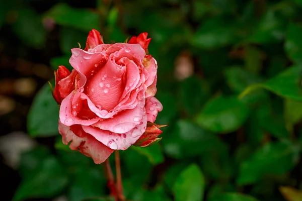 Hermosa rosa en plena floración — Foto de Stock