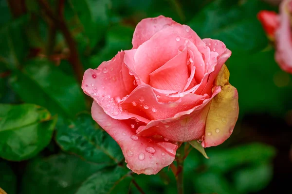 Krásná růže v plné květy — Stock fotografie