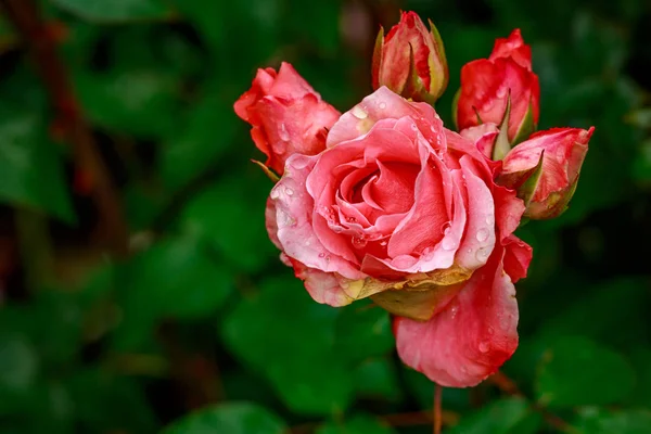 Красива троянда в повному цвітіння — стокове фото