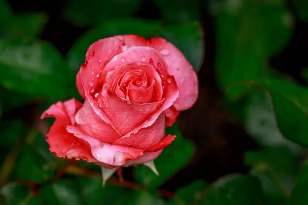 벚꽃에서 아름 다운 장미 — 스톡 사진