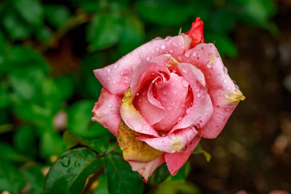 満開の美しい薔薇 — ストック写真