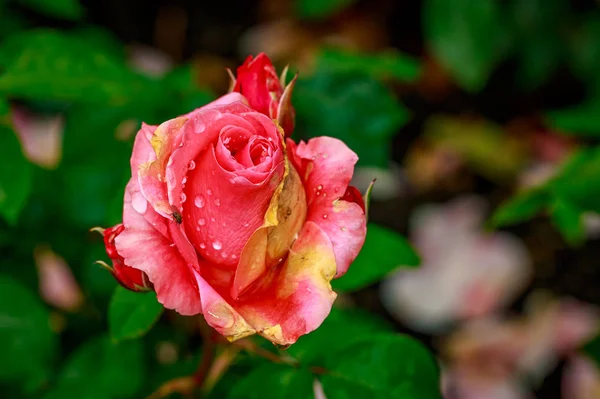 Hermosa rosa en plena floración — Foto de Stock