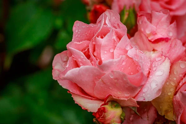 Belle rose en pleine fleur — Photo