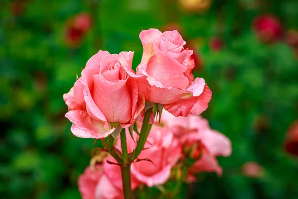 Beautiful Rose in Full Blossom — Stock Photo, Image