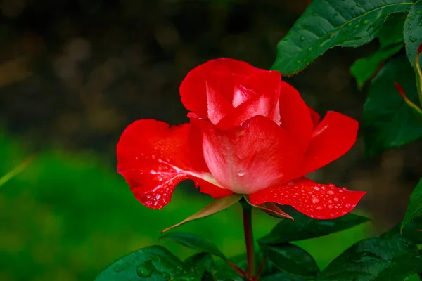 Hermosa rosa en plena floración — Foto de Stock