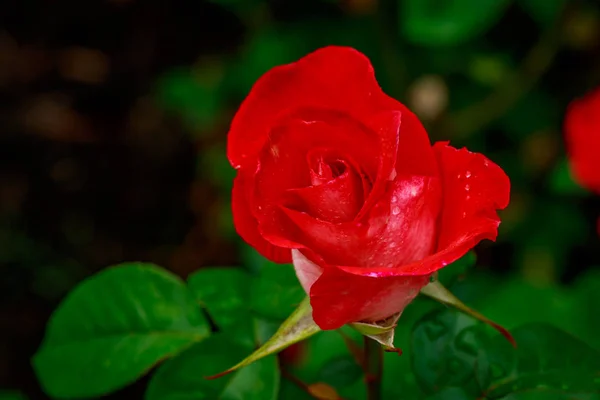 Hermosa rosa en plena floración — Foto de Stock