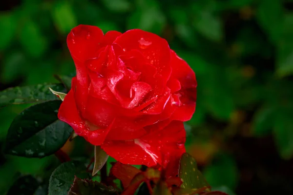Bella Rosa in fiore pieno — Foto Stock