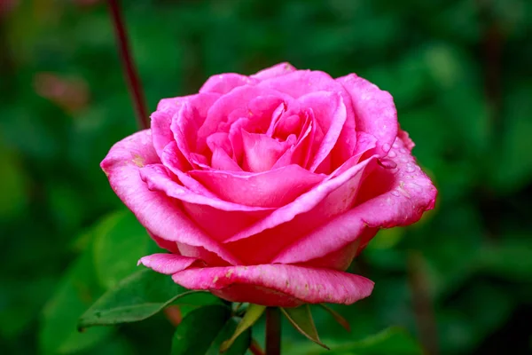 Hermosa rosa en plena floración — Foto de Stock