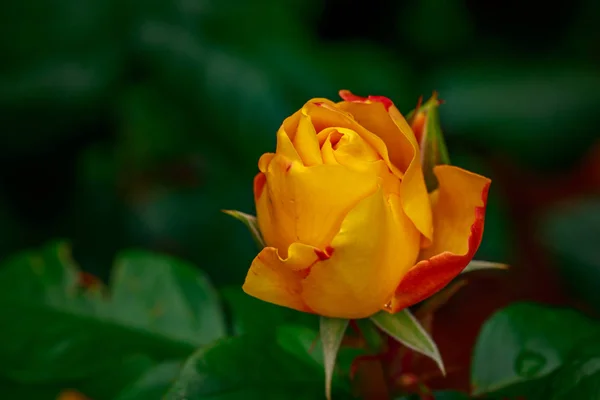 Hermosa rosa en plena floración —  Fotos de Stock