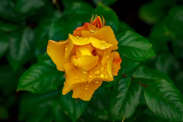 Schöne Rose in voller Blüte — Stockfoto