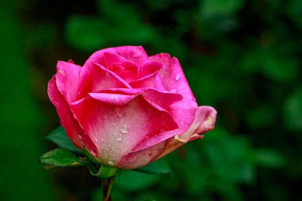 Hermosa rosa en plena floración — Foto de Stock