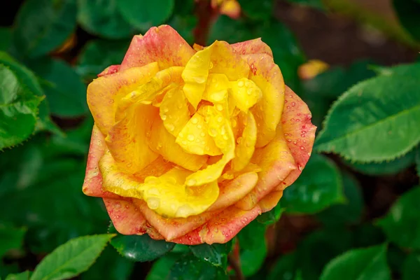 Hermosa rosa en plena floración —  Fotos de Stock