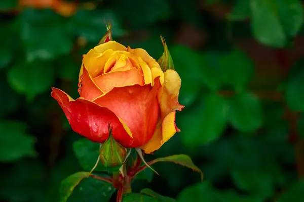 Gyönyörű Rózsa a teljes virágzás — Stock Fotó