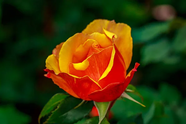 Schöne Rose in voller Blüte — Stockfoto