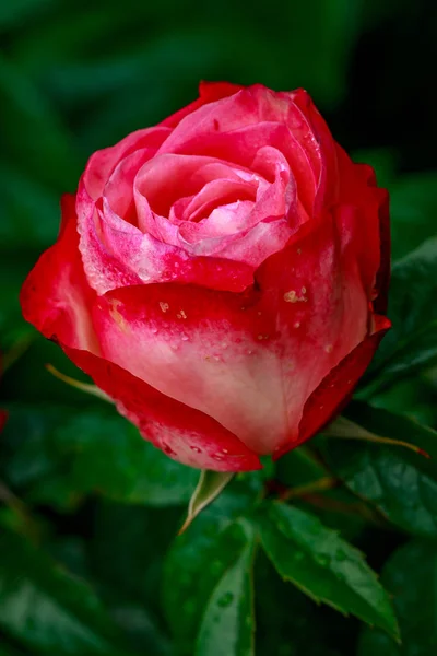 Hermosa rosa en plena floración — Foto de Stock