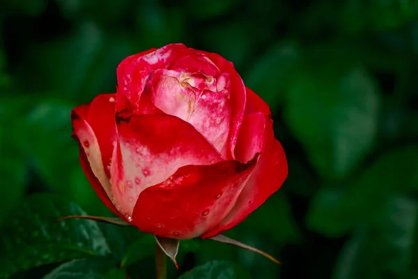 Stock image Beautiful Rose in Full Blossom