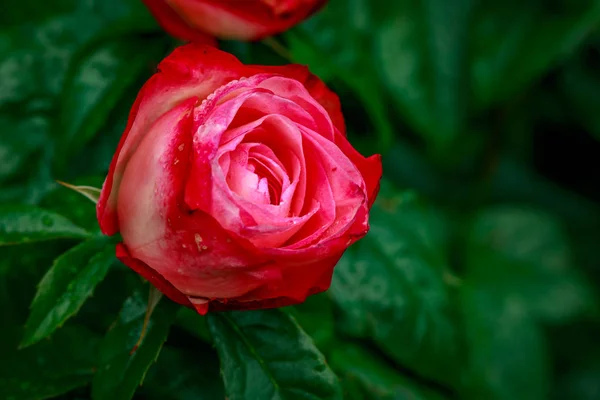 Hermosa rosa en plena floración — Foto de Stock