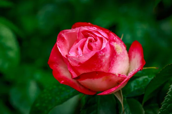 Hermosa rosa en plena floración — Foto de Stock