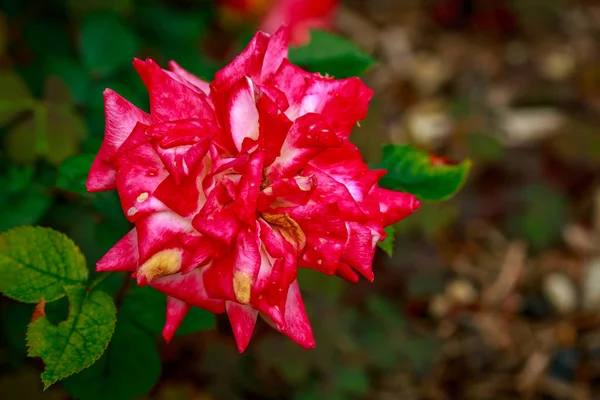 Rosa bonita em flor cheia — Fotografia de Stock