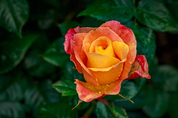 Όμορφο τριαντάφυλλο στο πλήρες άνθος — Φωτογραφία Αρχείου