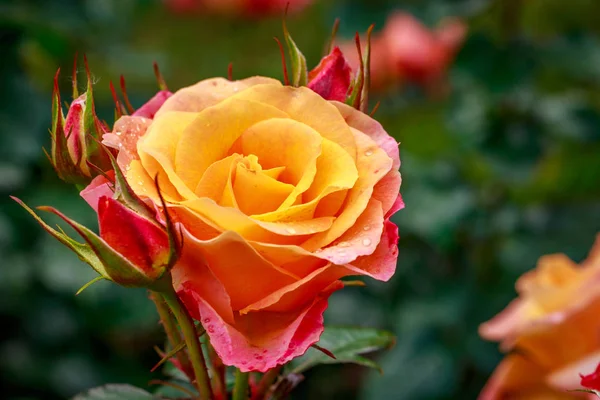 Tam çiçeği güzel gül