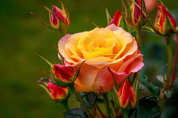 Tam çiçeği güzel gül