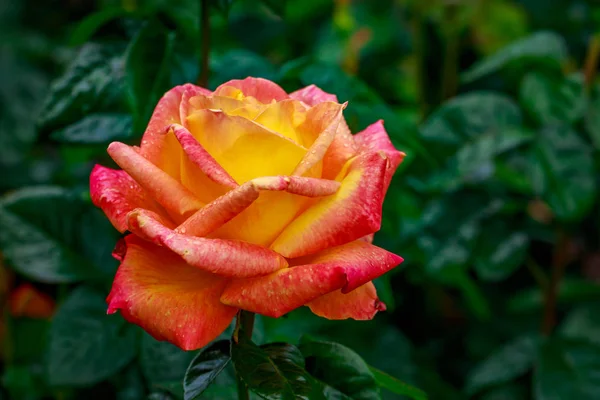 Hermosa rosa en plena floración — Foto de Stock