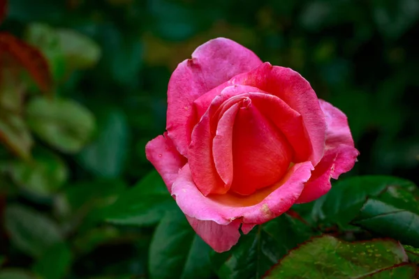 Beautiful Rose in Full Blossom — Stock Photo, Image