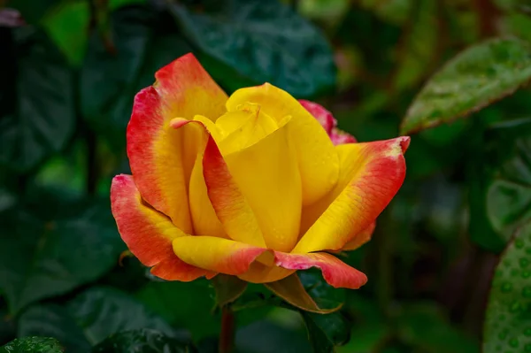 Hermosa rosa en plena floración —  Fotos de Stock