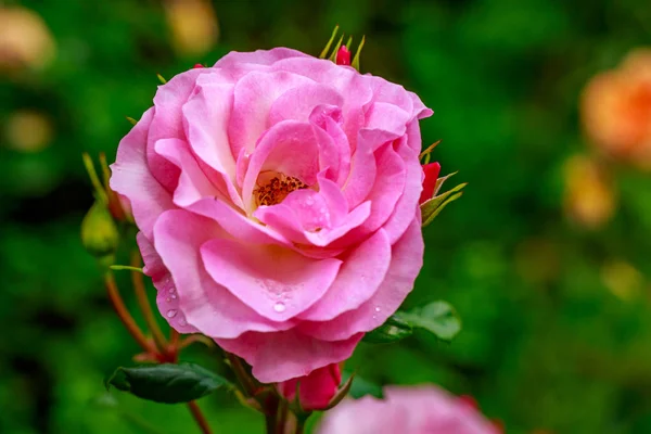 Beautiful Rose in Full Blossom — Stock Photo, Image