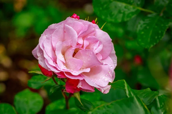Indah Rose di Full Blossom — Stok Foto