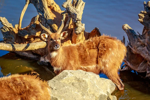 Antelope Plays Water — Stock Photo, Image