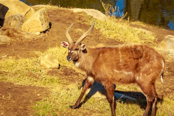Antelope Cammina Sotto Sole — Foto Stock