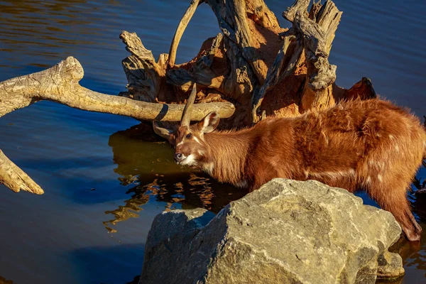 Antelope Juega Agua — Foto de Stock