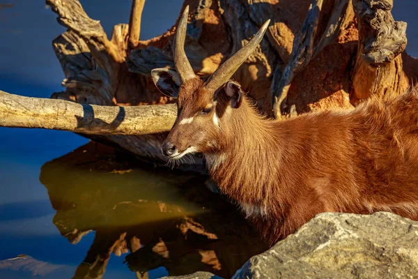 Antelope Gioca Acqua — Foto Stock