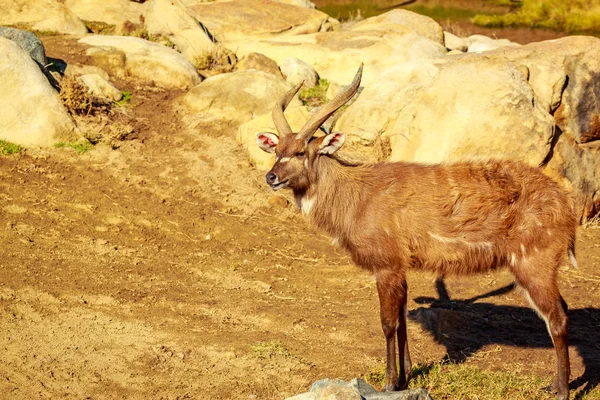 Antelope Cammina Sotto Sole — Foto Stock